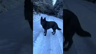 Nousa de sortie avec son ami Romulus