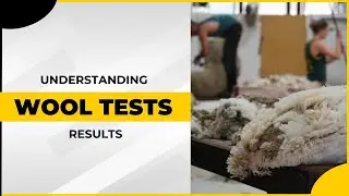 Understanding wool test results | What to look for when buying rams