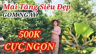 📞 CHÚ HAI 0386735409 MAI TÀNG CHƠI TẾT SIÊU ĐẸP 500K GOM NGAY BAO SHIP 27/01/2026 | Bến Tre Ơi
