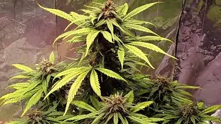 Cannabis Blue Berry Domina Auto Flower