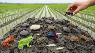 Unbelievable POV Catching Wild Animals by Hand | Real Nature Moments