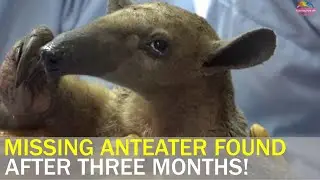 Taipei Zoo finds missing anteater after three months | Taiwan News | RTI