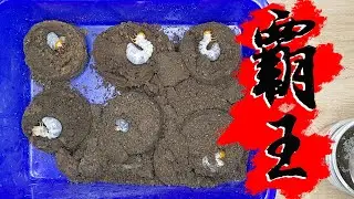 【山林蟲坊】霸王鬼豔第二次換土記 | The Second Soil Change for the Larvae of Odontolabis burmeisteri