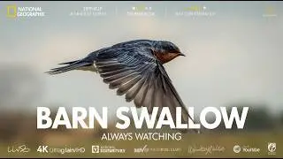 Barn Swallow: The Bird That Follows Humanity