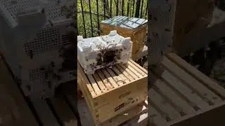 Introducing bees into a their beehive