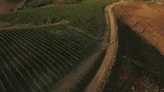 Vineyard Aerial Stock Video