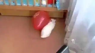 Balon ve Tavşan :)