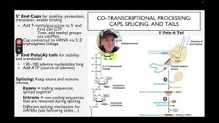 L20 & L21: Transcription, mRNA Processing, and Translation