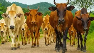 Video of Thousands of Tame Cows Roaming the Streets - Funny Cows, Cows, Dancing Cows, Cow Sounds. 1