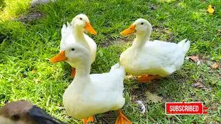 🐥 I show how my pet ducks and goose talk