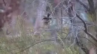 Variegated Fairy Wrens at Owen Springs Reserve, Central Australia