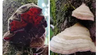 Xylophagous Fungi #fungi