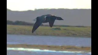 Lymington and Keyhaven Nature Reserve January 2026