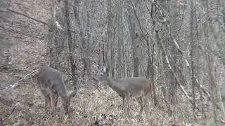 308  Winchester Deer Season  xp. 150 gr. ,subscribe   hit lthe 👍 button  thanks
