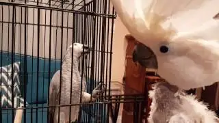 Jersey The Cockatoo Wants to Free African Grey Rescue Parrot | PARROT TALK