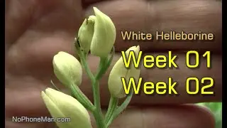 White Helleborine (Cephalanthera Damasonium) Wild Orchid Growth on Weeks 01 and 02