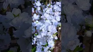 Pure White Flowers 🤍 | Nature&rsquo;s Peaceful Beauty