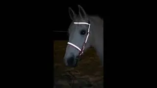 Ergohorse Refleks hodelag