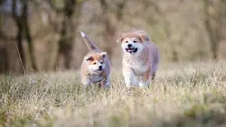 The Amazing Benefits of Akita Service Dogs: Assisting Those in Need