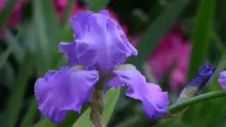 Seattle Business Video Marketing - Seattle Video Marketing