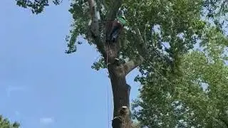 The RC Tree Services Crew working on a tree removal