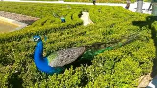 Peacock in Parque Del Retiro