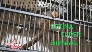 Suara perkutut bangkok BETINA suara MERDU cocok untuk mancing bunyi dan ternak