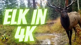 ELK WALLOW IN 4K