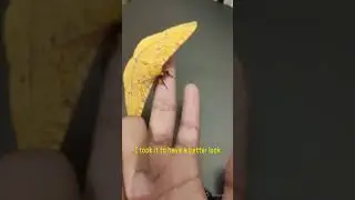 Yellow Moth