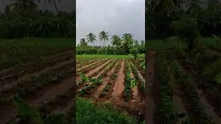 Today rain 🌧️#trendingshorts #viralfeed #viralshorts #shortsfeed #shortsyoutube #shortsviral #tn36