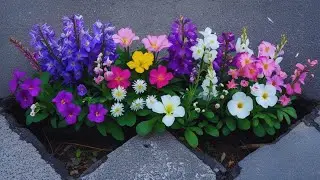 Gentle Piano with Growing Flowers 🌿 Peaceful Music for Deep Sleep & Calm