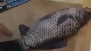 estuche para ratas de verdad