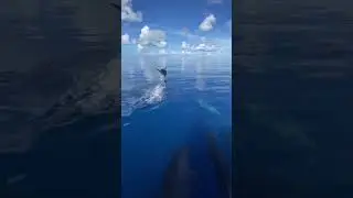 Mauritius 🇲🇺 dolphins 🥰