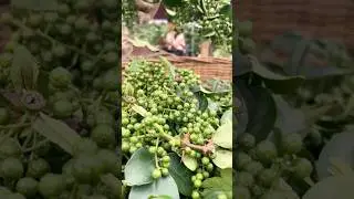 Sichuan Peppercorn Harvesting - Have you Ever Tried it? #farmingtech @HappyFarm85