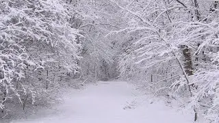 Blizzard Sounds for Sleep – 4 Hours of Howling Wind Ambience