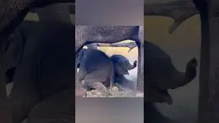 Two Baby Elephants Fighting Under Mom is Too Cute to Handle! 😂 #babyelephant #cuteanimal #shorts