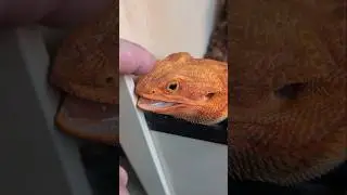 Ferocious Bearded Dragon #reptiles #funny #cute #beardeddragon #reptilelover #petlizard