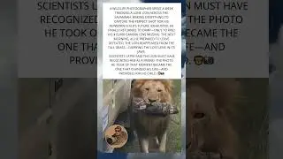 LION RETURNS PHOTOGRAPHER&rsquo;S LOST CAMERA LENS IN HEARTWARMING TRUE STORY