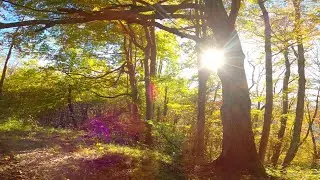 Cinematic autumn forest and cliffsite diving