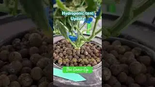 Hydroponic grow with Photo period AND Autoflower #cannabiseducation #hydroponics