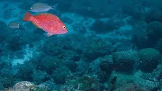 Brasil debaixo d&rsquo;&aacute;gua - peixe-papagaio-vermelho