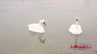 The Pond Guy&reg; Product Video - Floating Swan Decoy