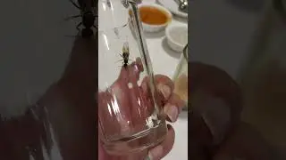 Ant drones
