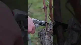 Секатор Felco 8 Elite #shortsvideo #shorts #felco #секатор #gardening #garden #nature #plants #grape