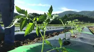 2020 Tomato Field Day - Meadows