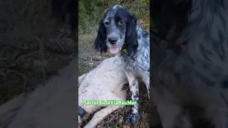 SETTER DE VILLABAUMAR &hearts;️ Cazando becadas con setter ingl&eacute;s 🤠 #puppy