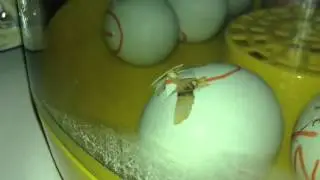 Our Cream Legbar Chicks