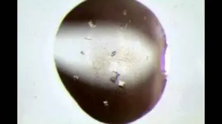 Crystal Growth of a Protein (Enzyme) - Time-lapse - long version