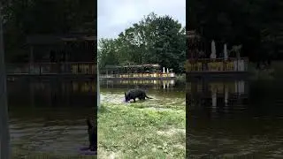 2025 Sep 10 | Dog hero dives in to save a duck! 🐶🦆 #shorts