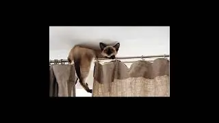 С точки зрения кота. М. Белкина, М. Зайцева